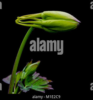 A macro shot of an aquilegia flower bud. Stock Photo