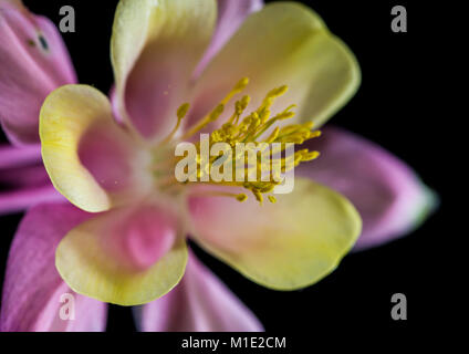 A macro shot of an aquilegia bloom shot against a black background. Stock Photo