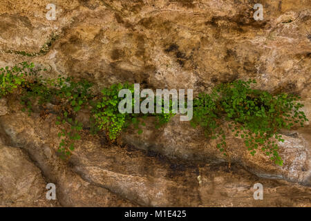 Southern Maidenhair Fern, Adiantum capillus-veneris, growing in a shady, moist habitat at Cave Spring in The Needles District of Canyonlands National  Stock Photo