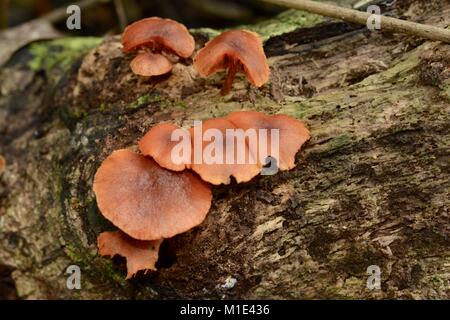 An unknown fungus growing on a fallen log in the forest with spotty ...