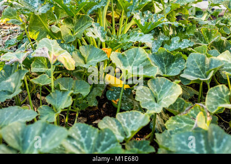 Golden zucchini growing in backyard veggie patch with pumpkins Stock Photo