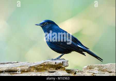 White-tailed Blue Robin (Cinclidium leucurum). Stock Photo