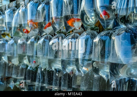 Colorulful tiny tropical fishes for sale on the market in Yogyakarta, Indonesia Stock Photo