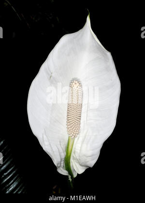 Giant peace lily (Spathiphyllum sp.) flower close-up