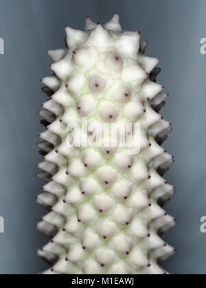 Giant peace lily (Spathiphyllum sp.) spadix close-up Stock Photo