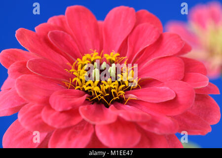 Zinnia elegans Stock Photo
