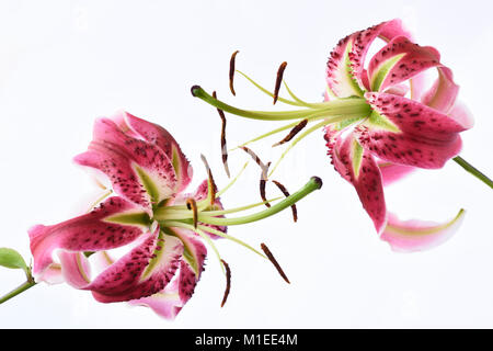 Lilium  Lily Stock Photo