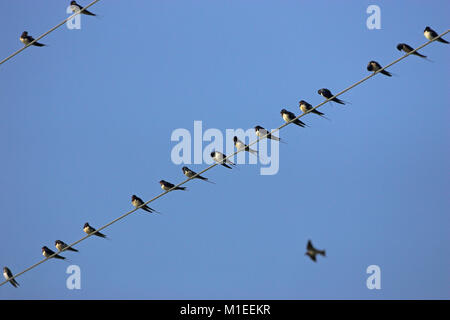 Barn swallow Hirundo rustica on migration Corsica France Stock Photo