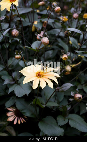 Red Admiral butterfly feeding on Dahlia Summer Nights. Stock Photo