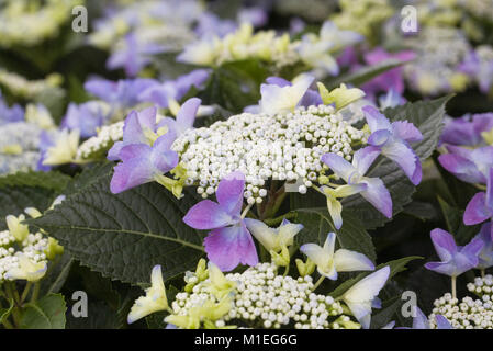 Hydrangea 'Teller' flowers. Stock Photo