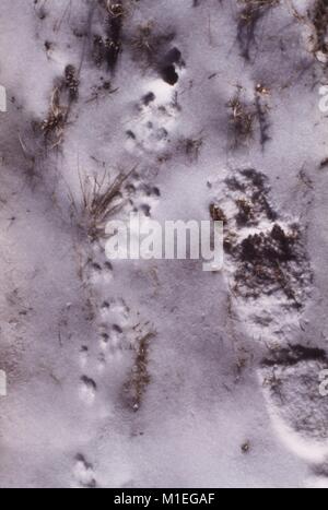 Deer mouse tracks in the snow, discovered during a plague and tick fever study, Estes Park, Colorado, 1975. Image courtesy Centers for Disease Control (CDC). () Stock Photo