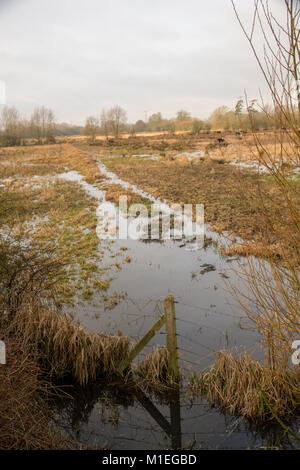 Flooded watermeadows, A33 Reading UK Stock Photo