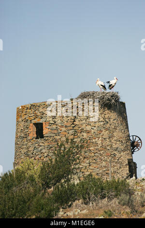 White stork Ciconia ciconia pair nesting on ancient windmill Stock Photo
