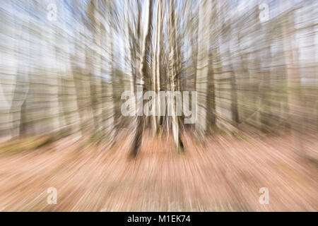 Birch wood burst Stock Photo