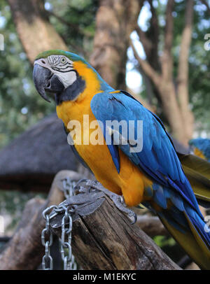 Blue-and-yellow Macaw (Ara ararauna) Stock Photo