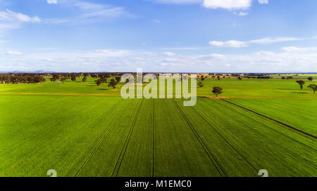 Green growing remote corn farmland field in rural regional victoria of Australian continent on a sunny summer day under blue sky in aerial view toward Stock Photo