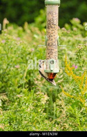Female Great spotted Woodpecker (Dendrocopos major) Ham Wall nature reserve Ashcott UK Stock Photo