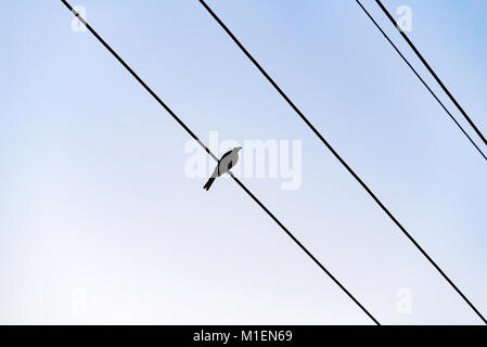 A native Red Wattle Bird or Little Wattle Bird on an electricity wire in northern NSW, Australia Stock Photo