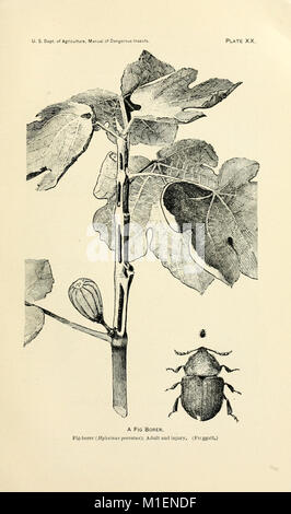 A manual of dangerous insects likely to be introduced in the United States through importations (1917) (14782495294) Stock Photo
