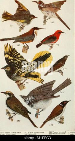 An Australian bird book - a pocket book for field use (1911) (20356019201) Stock Photo