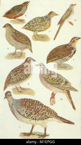 An Australian bird book - a pocket book for field use (1911) (20161632450) Stock Photo