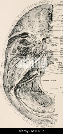 Anatomy in a nutshell - a treatise on human anatomy in its relation to osteopathy (1905) (17572157934) Stock Photo