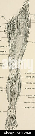 Anatomy in a nutshell - a treatise on human anatomy in its relation to osteopathy (1905) (18195501541) Stock Photo