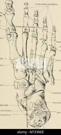 Anatomy in a nutshell - a treatise on human anatomy in its relation to osteopathy (1905) (18190677292) Stock Photo