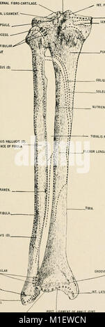 Anatomy in a nutshell - a treatise on human anatomy in its relation to osteopathy (1905) (18006561190) Stock Photo