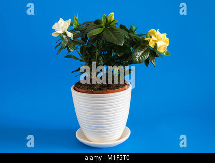 Gardenia jasmine on a blue background. Stock Photo