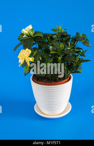 Gardenia jasmine on a blue background. Stock Photo