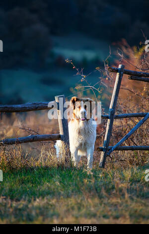 white bulgarian sheep dog in autumn meadows Stock Photo