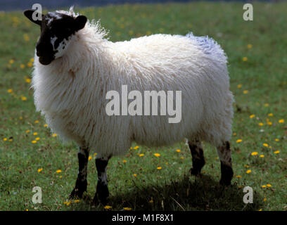 two male sheep (rams) grazing in a green field, dingle peninsula, county kerry, ireland Stock Photo