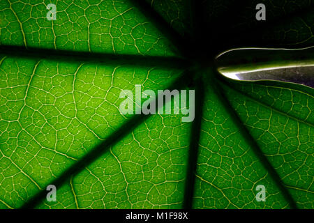 Semi abstract backlit leaf full frame close up background Stock Photo