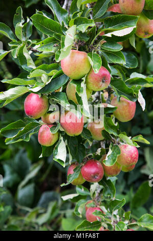 Apples growing on tree in Herefordshire Stock Photo