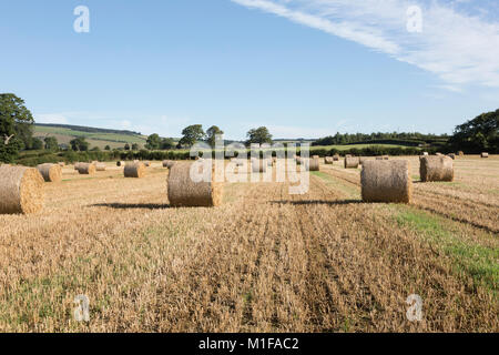 Round straw bales lying in field at harvest time Stock Photo