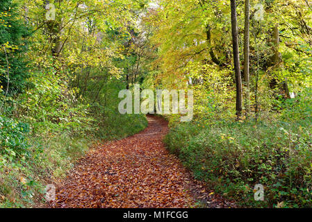 An early autumn view of a leaf covered footpath in Withington Woods, Gloucestershire, England, UK Stock Photo