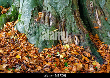 An autumn view of fallen leaves against gnarled tree roots. Stock Photo