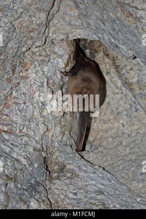 Common Bent-winged Bat (Miniopterus schreibersii) adult hibernating on tunnel roof  Parque Natural Sierra de Andujar, Jaen, Spain           January Stock Photo