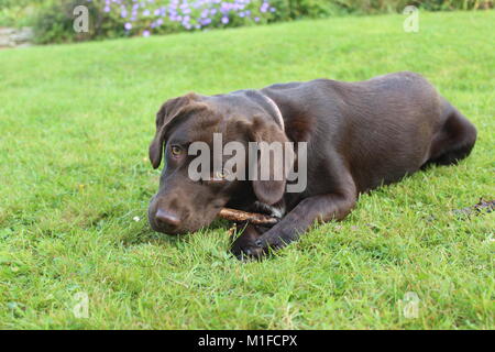 Chocolate Labrador chewing a stick on a cut green lawn Stock Photo