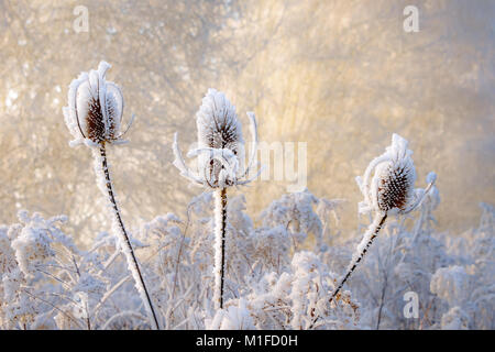 Dried wild teasel flower heads in a natural wildflower meadow were covered with hoar frost on a cold winter day, Rhineland, Germany Stock Photo