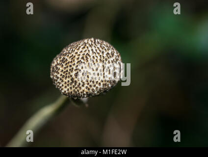 A macro shot of a japanese anemone seed capsule. Stock Photo