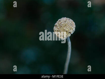 A macro shot of the seed head of a japanese anemone. Stock Photo