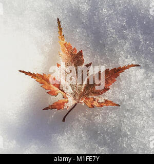 Autumn Acer leaf on snowy white background Stock Photo