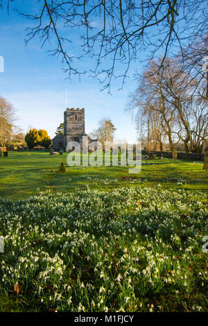 Winterborne Zelston, Dorset, UK. 30th Jan, 2018. UK Weather. A carpet of snowdrops in bloom in the churchyard at St Mary's Church in Winterborne Zelston in Dorset on a cold sunny morning. Picture Credit: Graham Hunt/Alamy Live News Stock Photo