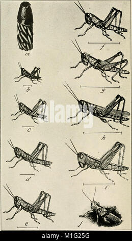 A manual of dangerous insects likely to be introduced in the United States through importations (1917) (14598182650) Stock Photo