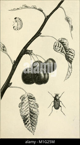 A manual of dangerous insects likely to be introduced in the United States through importations (1917) (14804731343) Stock Photo