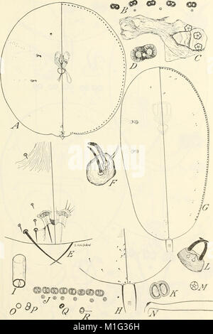 Genus Insect Characteristic This comprehensive study of insect genera provides a detailed ...