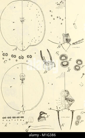 Genus Insect Characteristic This 1941 publication provides a classification of the scale insect ...