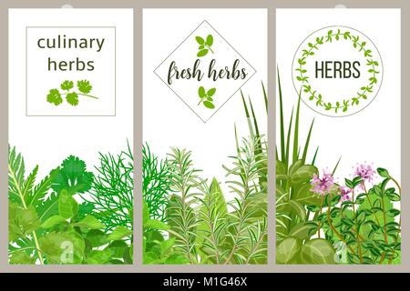 Farm fresh cooking herbs. Set of culinary cards. Greenery, basil, vector icon, Hydroponik Stock Vector